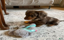 Miniature Dachshund dogs for sale: Ann - Image 3