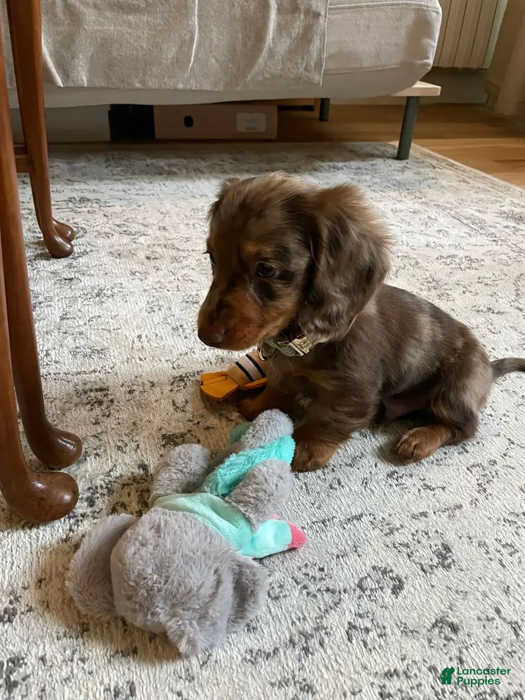 Miniature Dachshund dogs for sale: Ann - Image 3