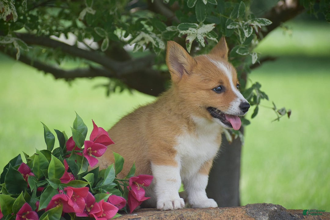Welsh Corgi Pembroke dogs for sale: Rachel - Image 2