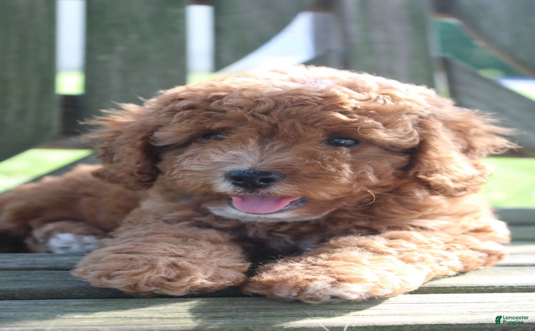 Cavapoo dogs for sale - Ad 2