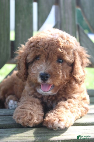 Cavapoo dogs for sale - Ad 2