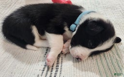 Border Collie dogs for sale: Spartan - Image 3