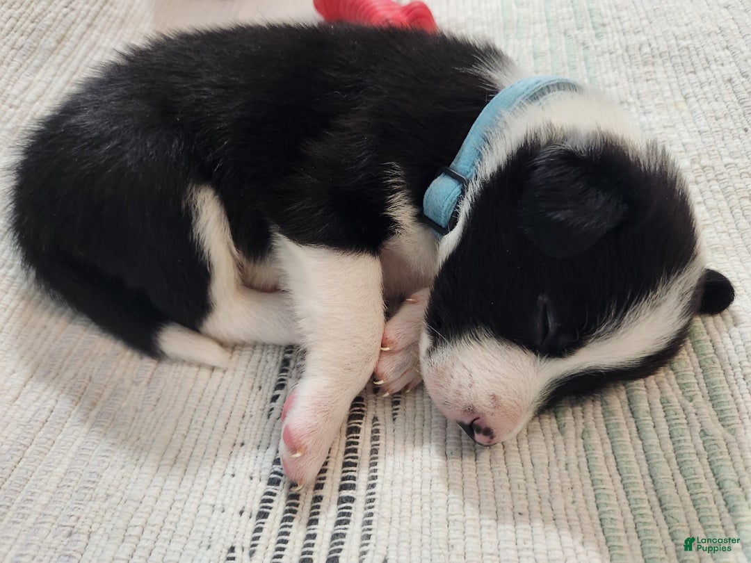 Border Collie dogs for sale: Spartan - Image 3