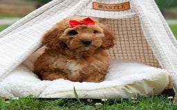 Goldendoodle dogs for sale: Brooklyn - Image 5