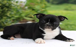 Boston Terrier dogs for sale: Caesar - Image 3