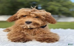 Mini Goldendoodle dogs for sale: Waffles - Image 11