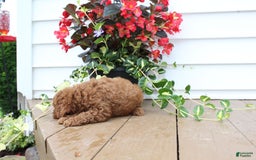 Mini Goldendoodle dogs for sale: Kenny - Image 1