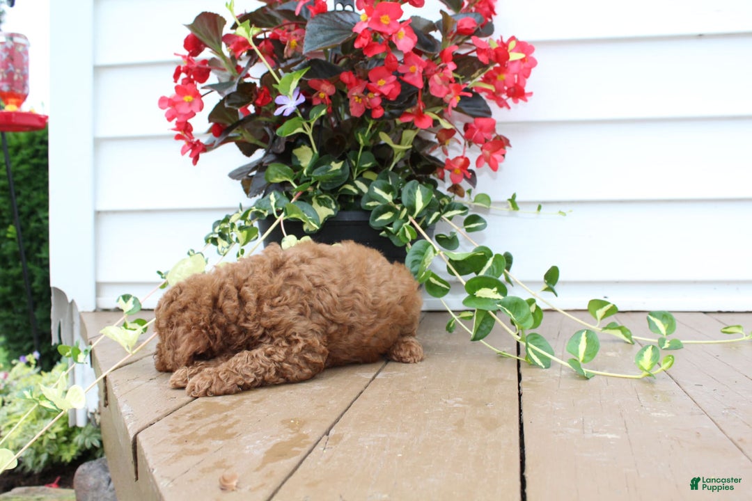 Mini Goldendoodle dogs for sale: Kenny - Image 1