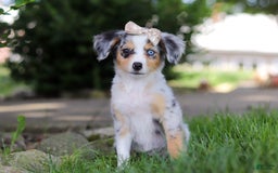 Mini Bernedoodle dogs for sale: Stella - Image 8