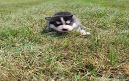 Siberian Husky dogs for sale: Bella - Image 2