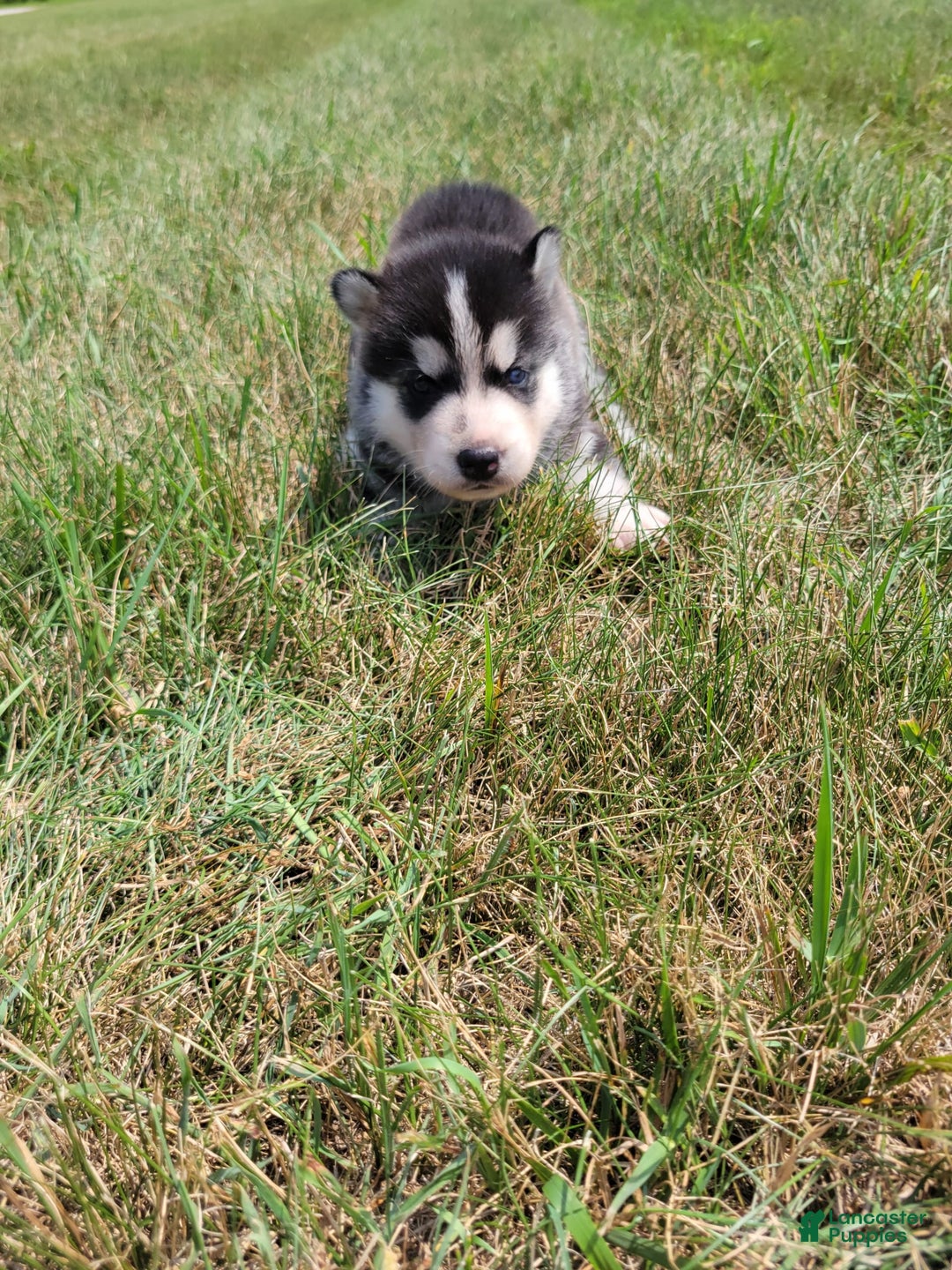 Siberian Husky dogs for sale: Bella - Image 2