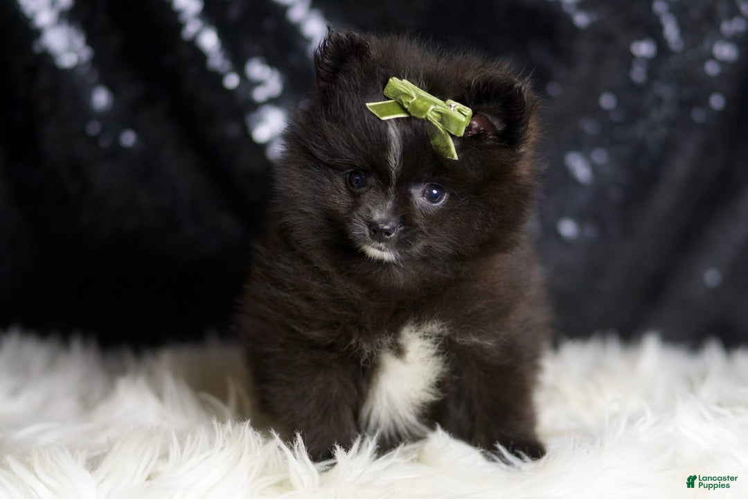 Pomeranian dogs for sale: Peppy - Image 2