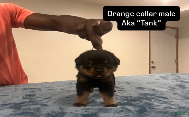 Rottweiler dogs for sale - Ad 3