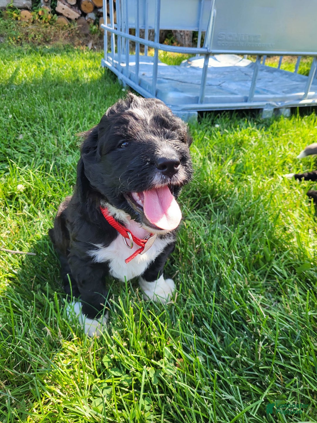 Bernedoodle dogs for sale: Duke - Image 1