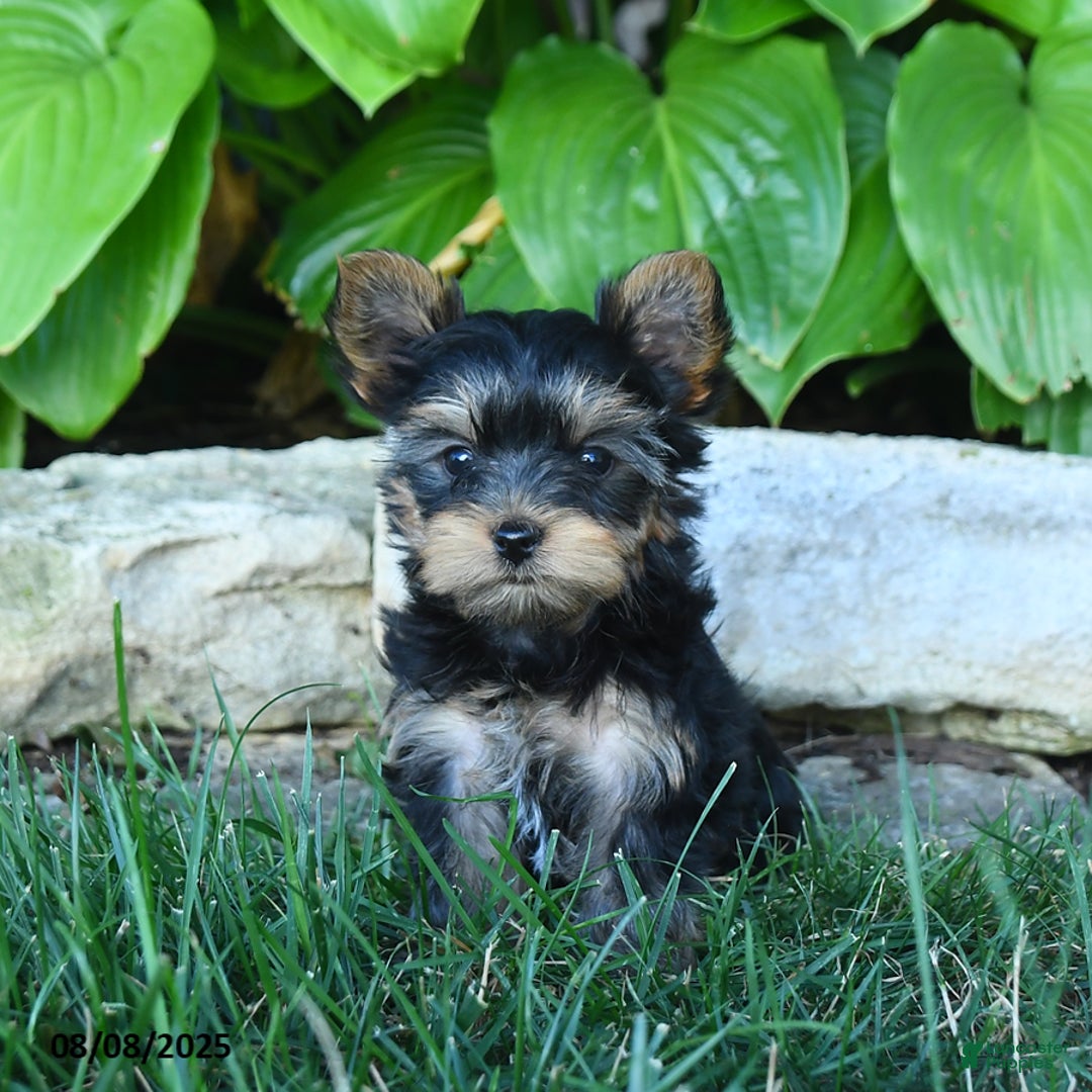 Yorkshire Terrier dogs for sale: Takoda - Image 5