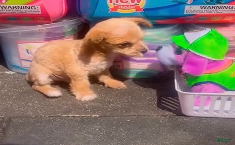 Norfolk Terrier dogs - Advert 1