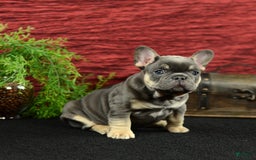 French Bulldog dogs for sale: 9908 Ollie - Image 4