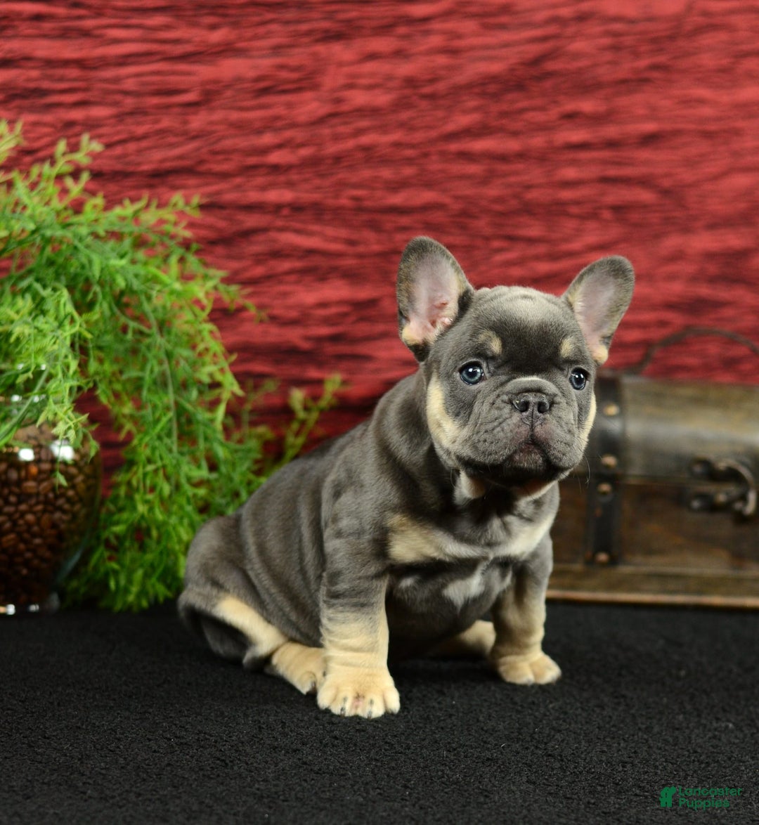 French Bulldog dogs for sale: 9908 Ollie - Image 4