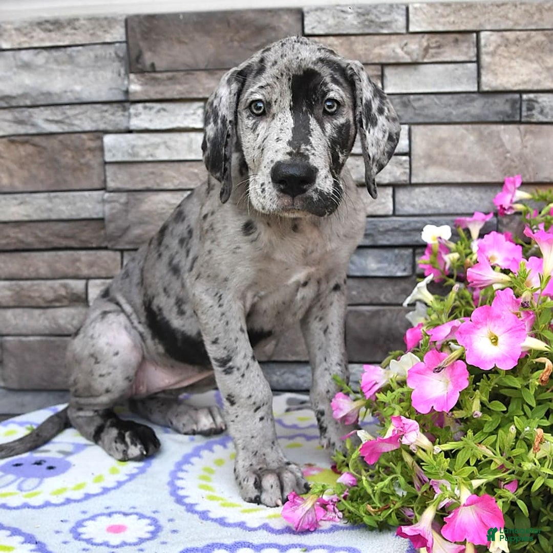 Great Dane dogs for sale: Harmony - Image 5