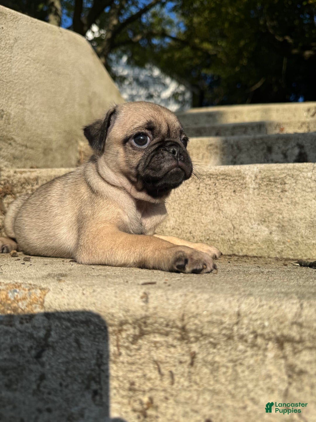 Pug dogs for sale: Gus - Image 1