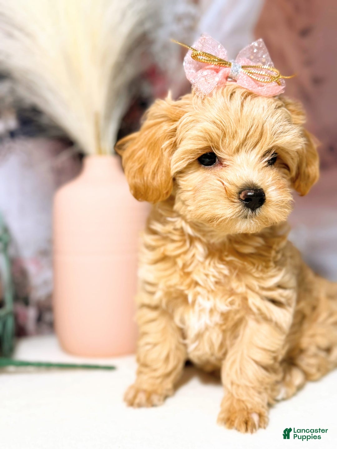 Maltipoo dogs for sale: Dark Pink Collar - Image 16