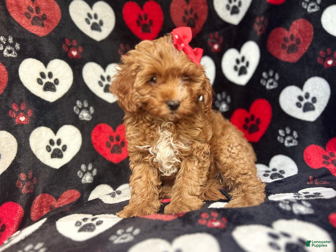 Cavapoo dogs for sale: Shayla - Image 4