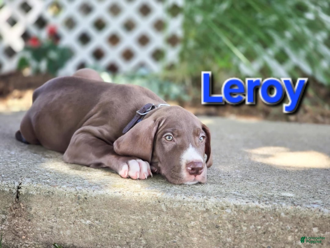 Great Dane dogs for sale: Leroy - Image 2