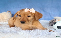 Labrador Retriever dogs for sale: Red Fox Gabby - Image 13