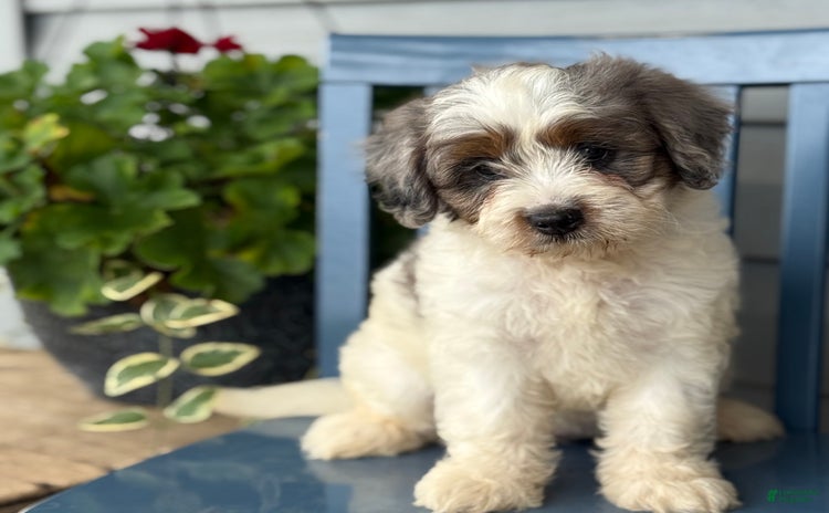 Mini Bernedoodle dogs for sale - Ad 5