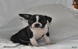 Boston Terrier dogs for sale: Baxter - Image 1