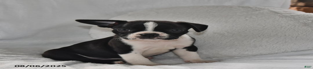 Baxter