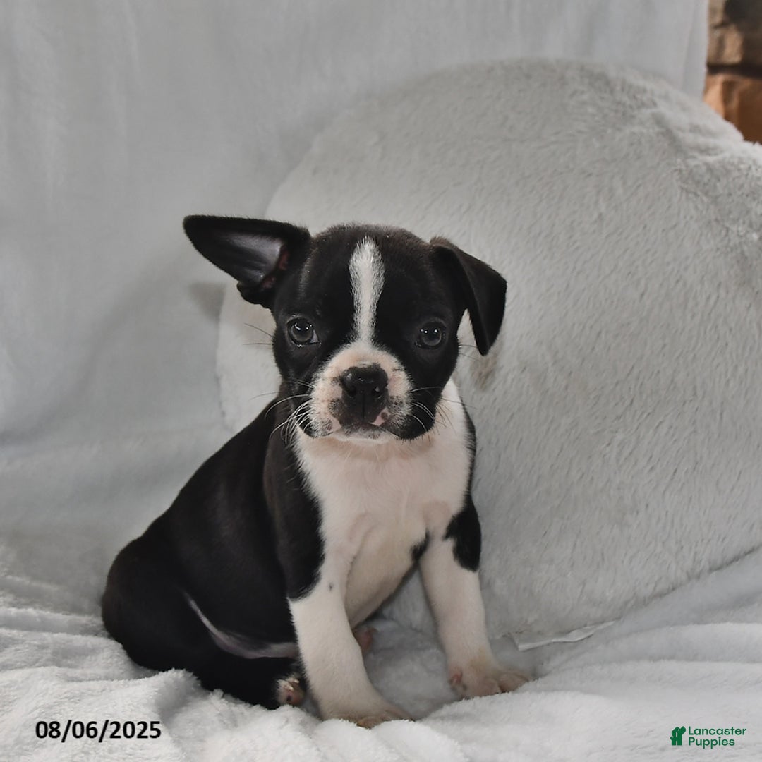 Boston Terrier dogs for sale: Baxter - Image 1