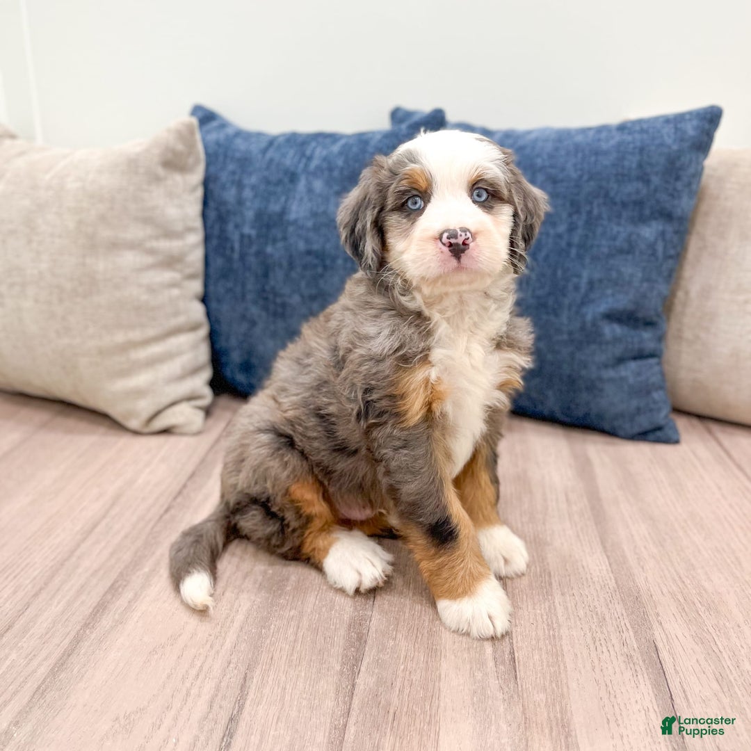 Mini Bernedoodle dogs for sale: Axle - Image 3