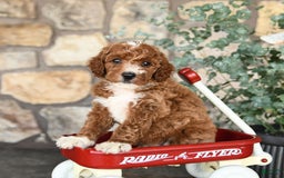 Mini Goldendoodle dogs for sale: Buddy - Image 4