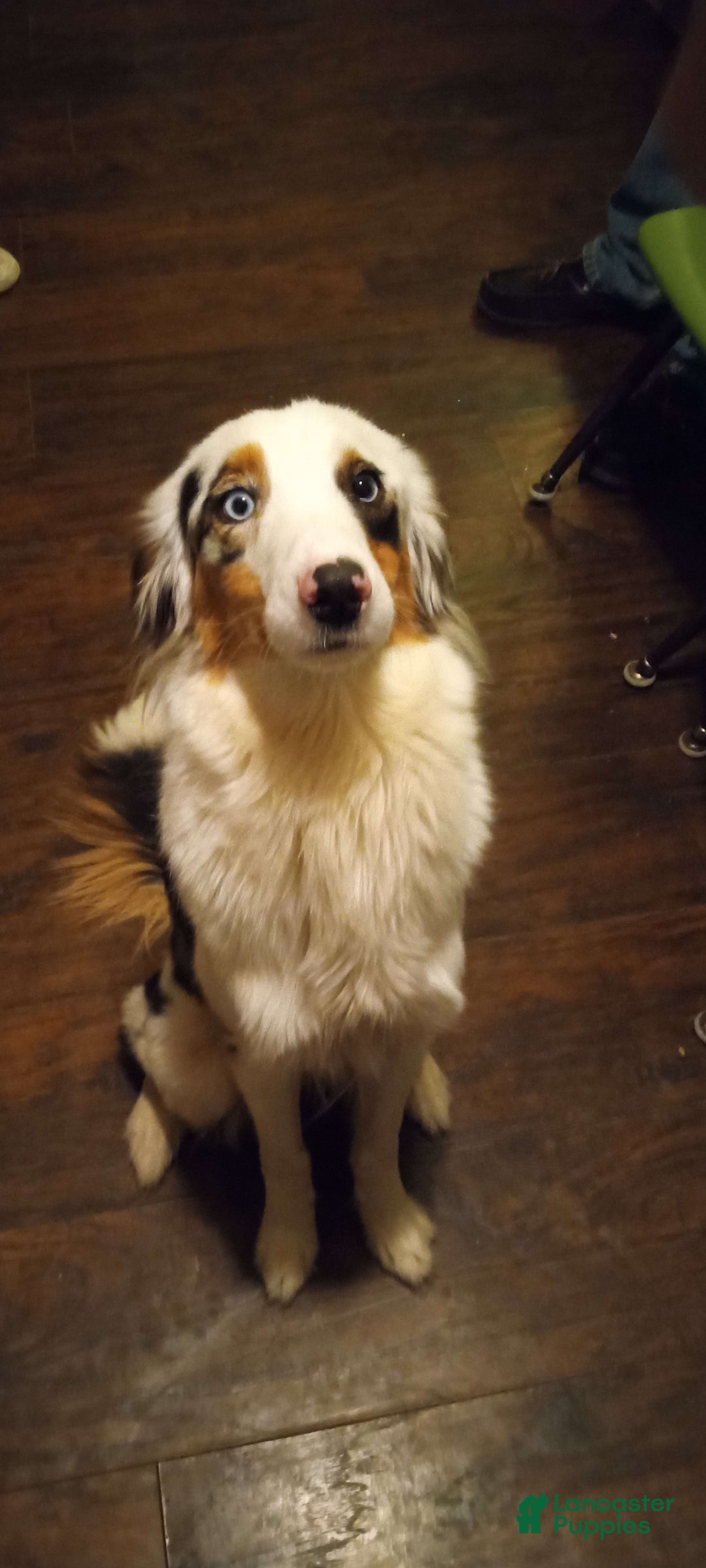 Miniature Australian Shepherd dogs for sale: Moo Moo - Image 2