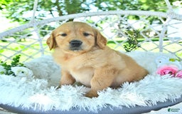 Golden Retriever dogs for sale: Anne - Image 4