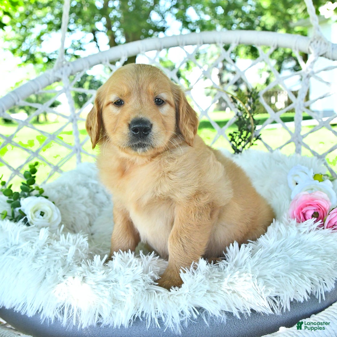 Golden Retriever dogs for sale: Anne - Image 4