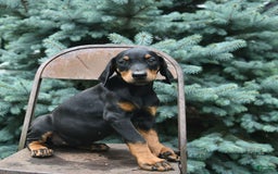 Doberman Pinscher dogs for sale: Precious - Image 7