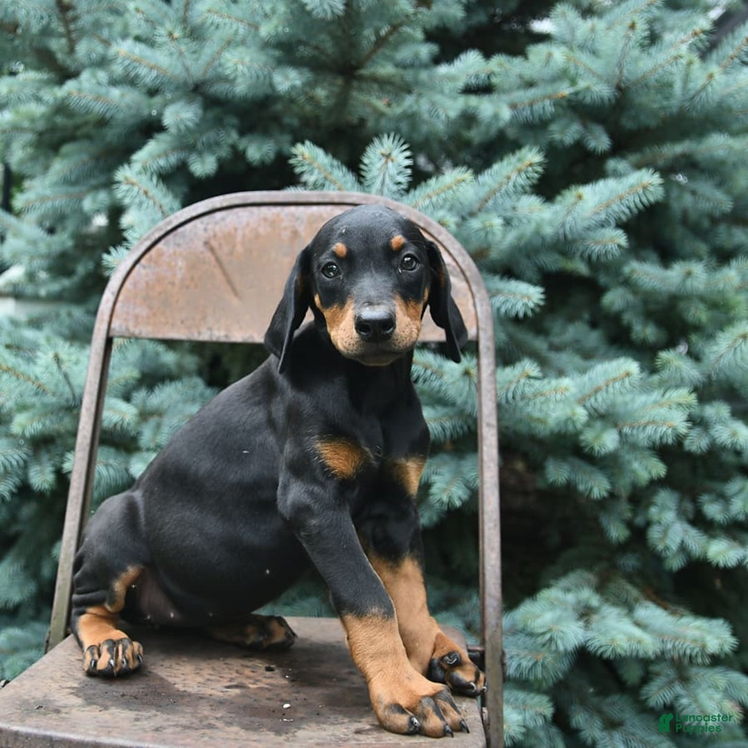 Doberman Pinscher dogs for sale: Precious - Image 7