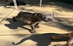 Cane Corso dogs for sale: Ashes - Image 4