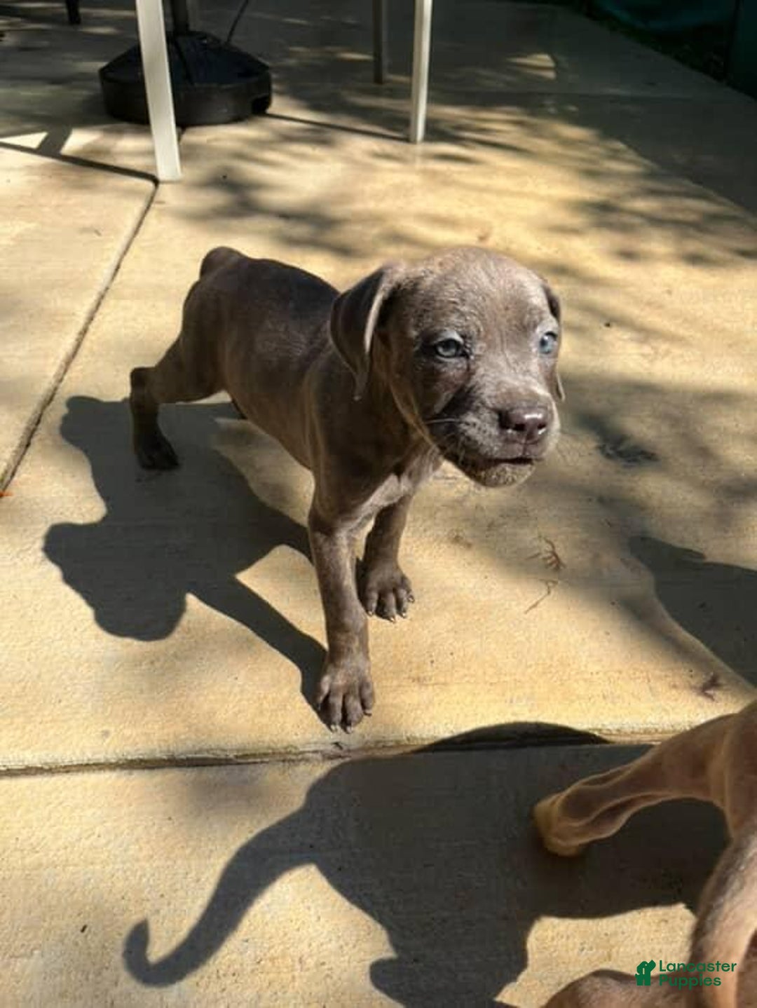 Cane Corso dogs for sale: Ashes - Image 4
