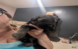 German Shepherd dogs for sale: Mia - Image 2
