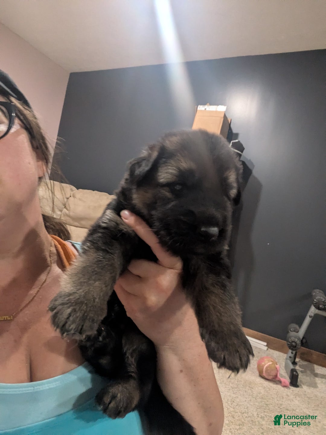 German Shepherd dogs for sale: Mia - Image 2