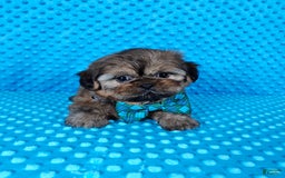 Shih Tzu dogs for sale: Koda - Image 14