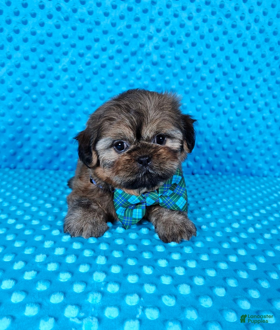 Shih Tzu dogs for sale: Koda - Image 14