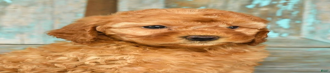 Jasper
