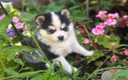 Pomsky dogs for sale: Mylo - Image 3