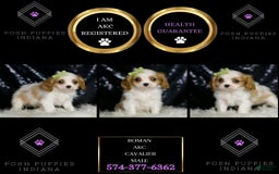Cavalier King Charles Spaniel dogs for sale: Roman - Image 1