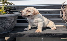 Mini Hippo dogs for sale: Cody - Image 11