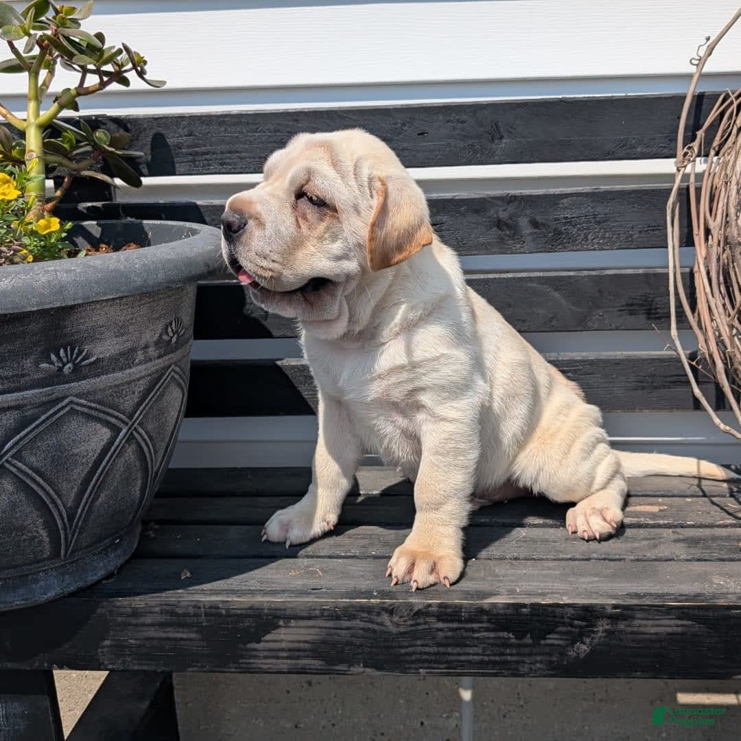 Mini Hippo dogs for sale: Cody - Image 11